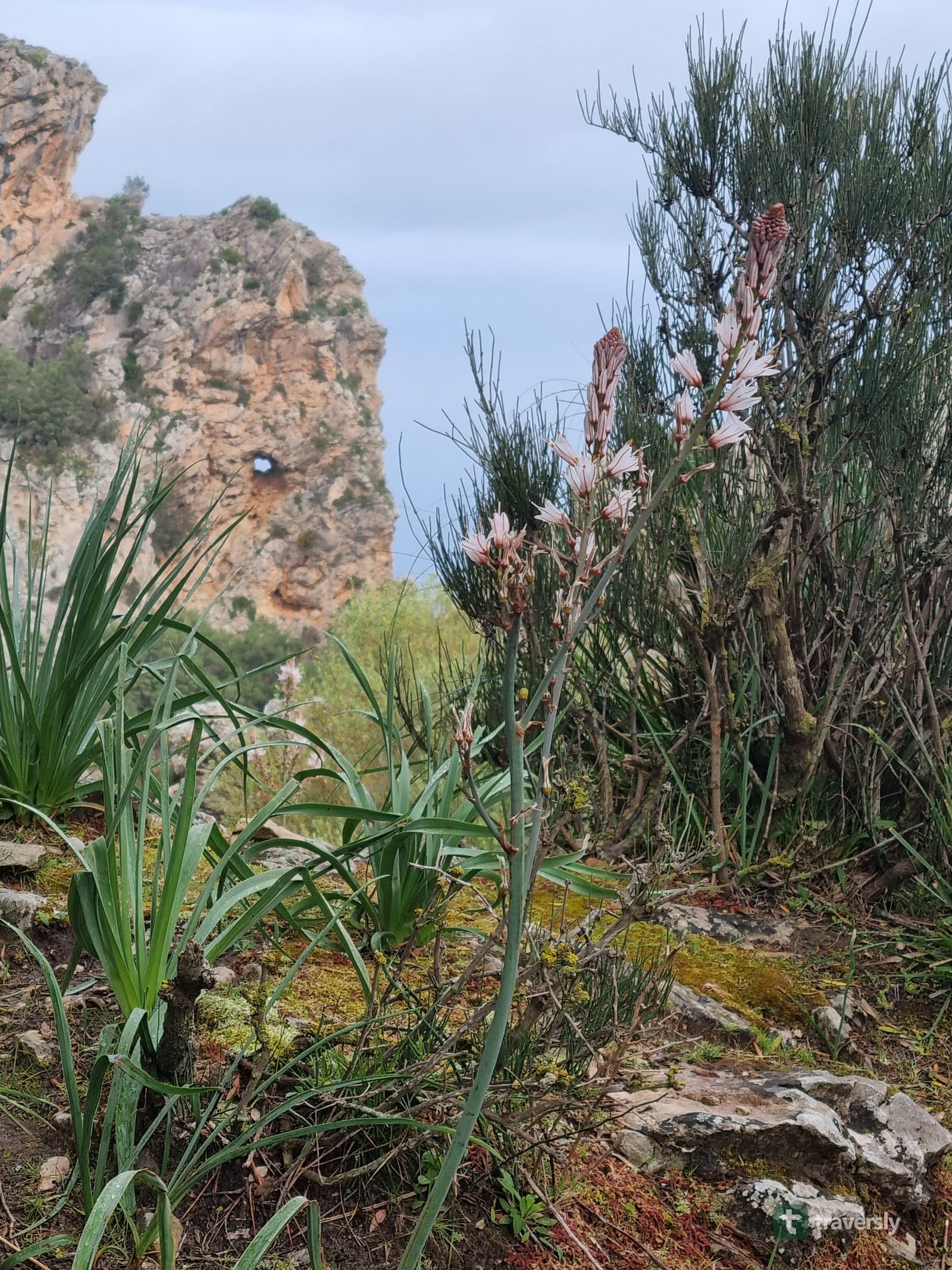 A flowering asphodel plant on a rocky Tramuntana hillside in early May, with mountains behind.