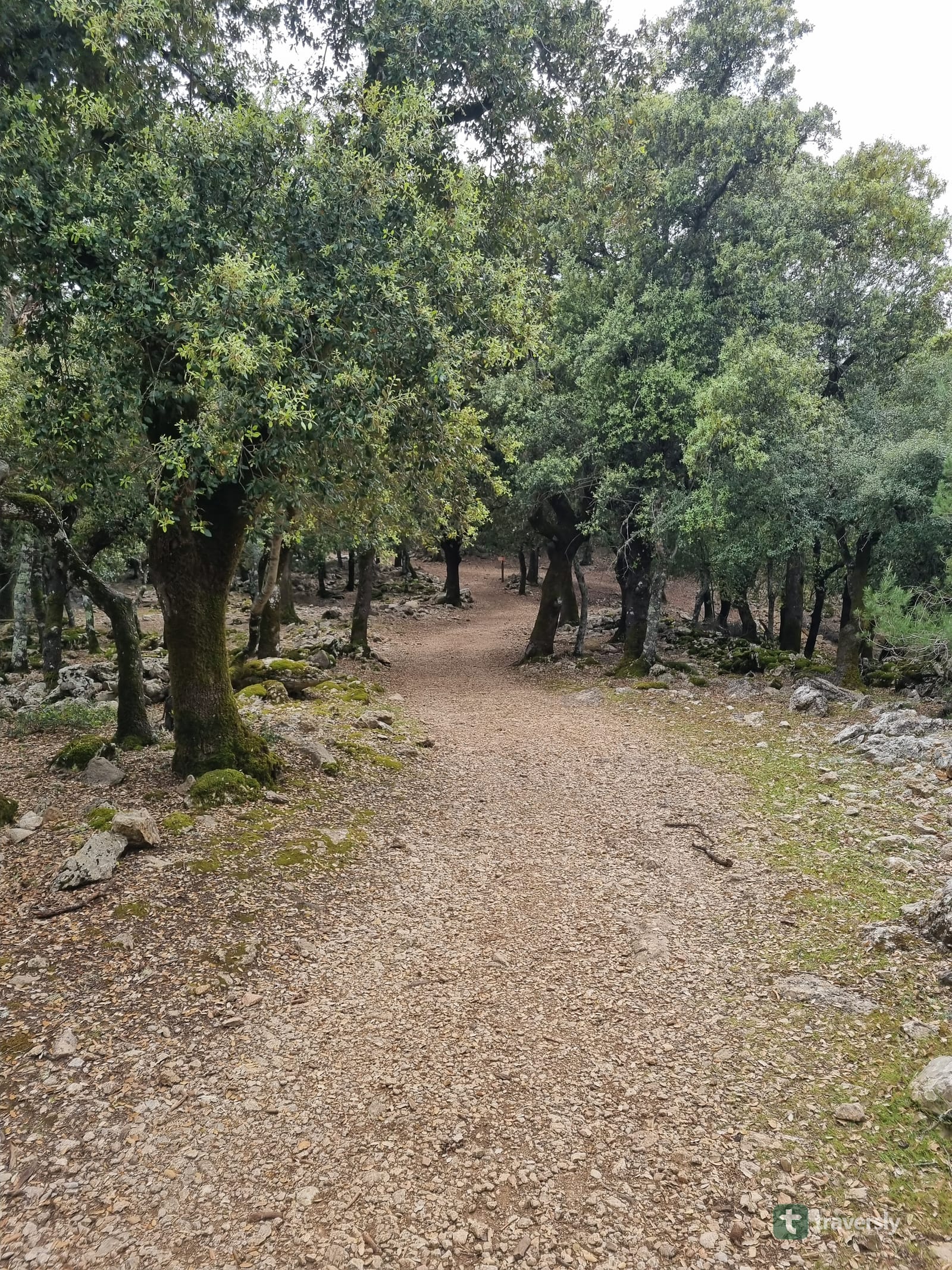 Sunlight filters through an old holm oak forest on the GR221 near Lluc, Mallorca.